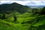 BOH tea plantation